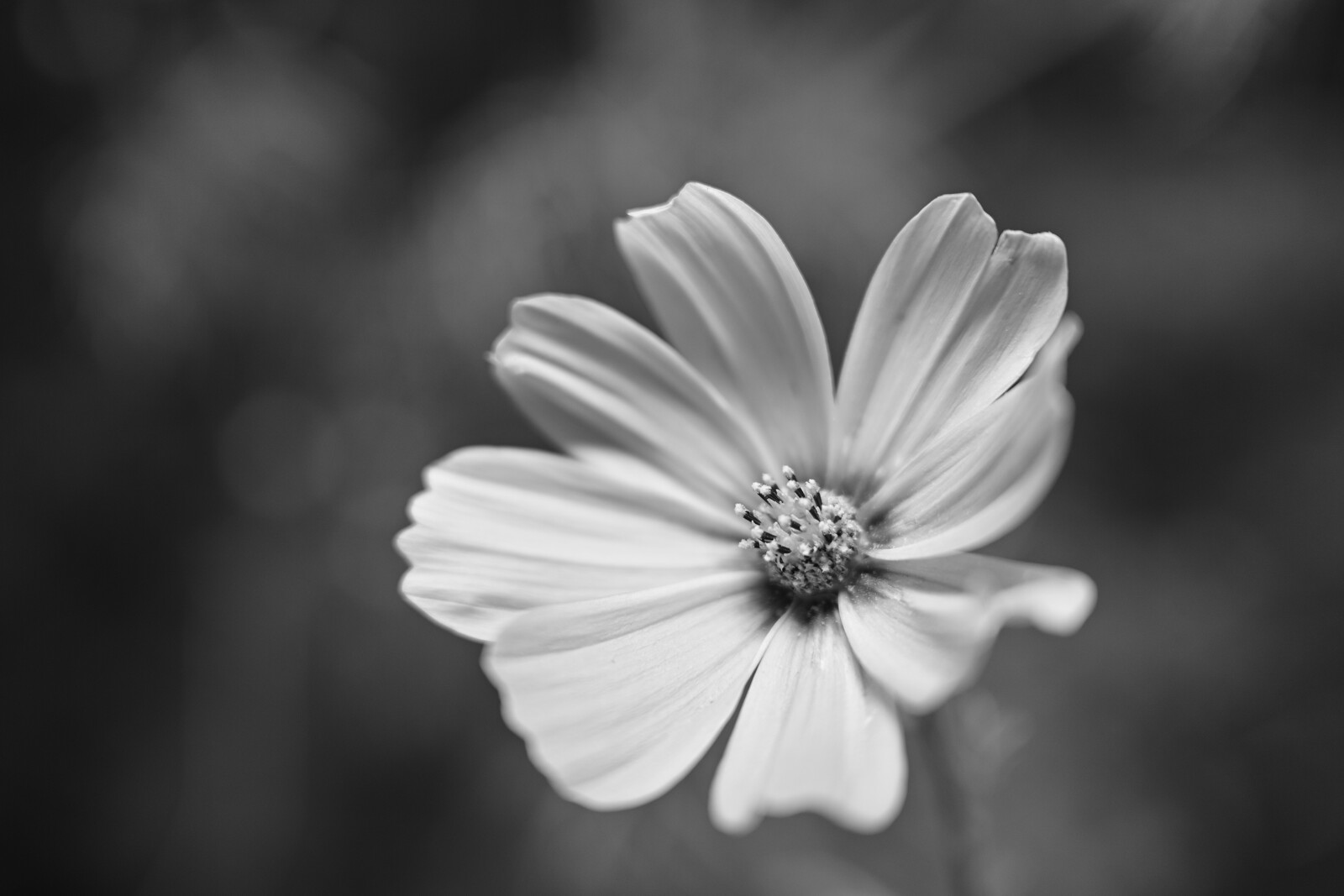 Bw Cosmos