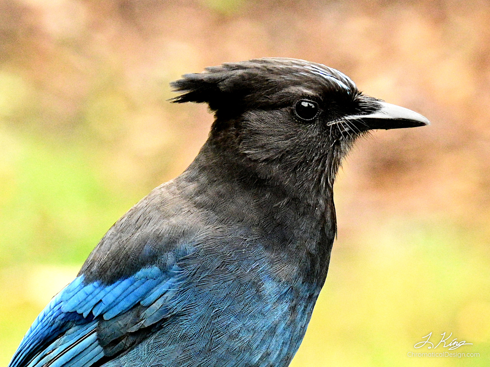 Steller's Jay