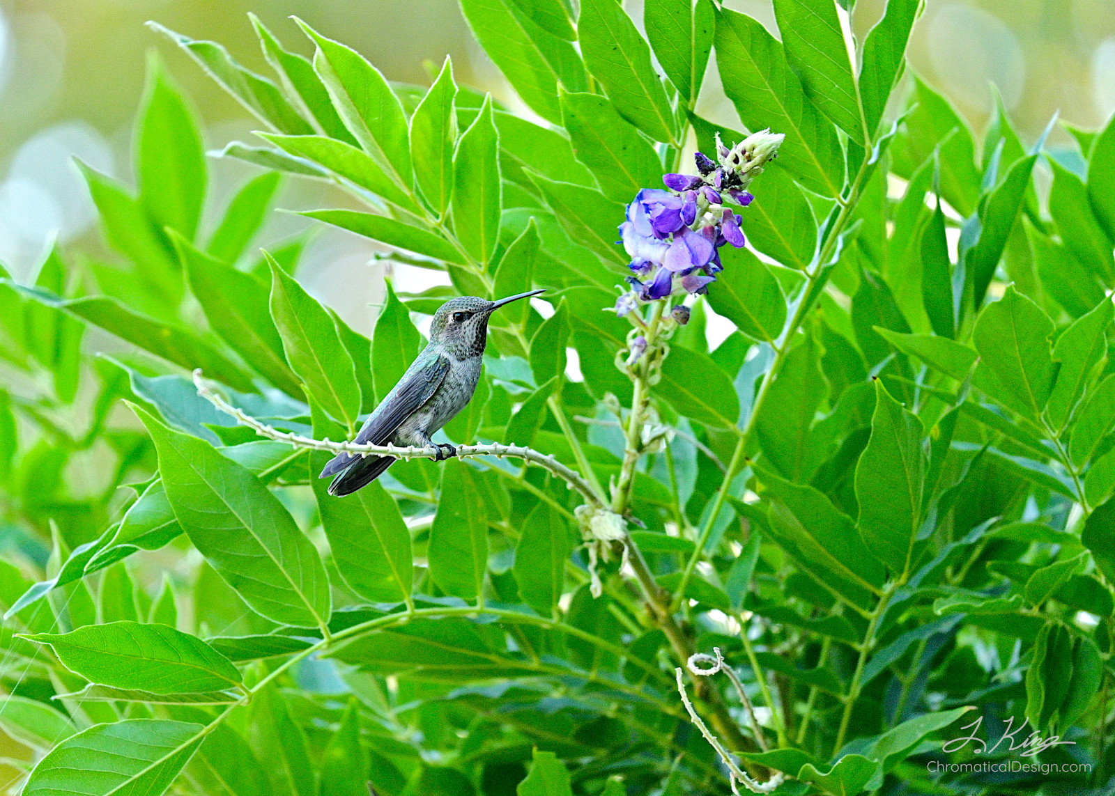 Watchful Hummingbird