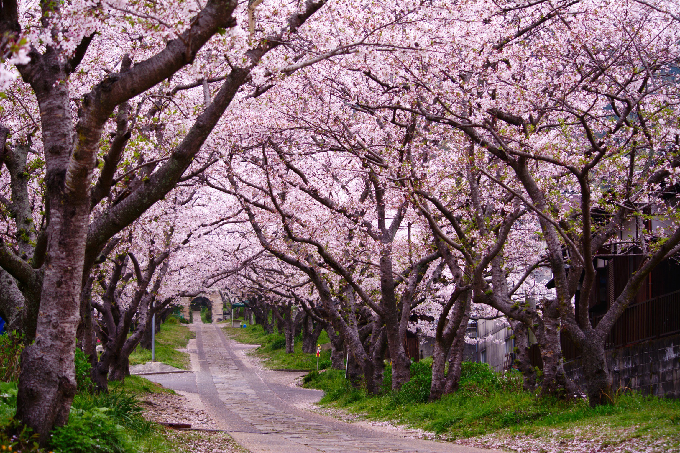 A road lined with blossoming trees