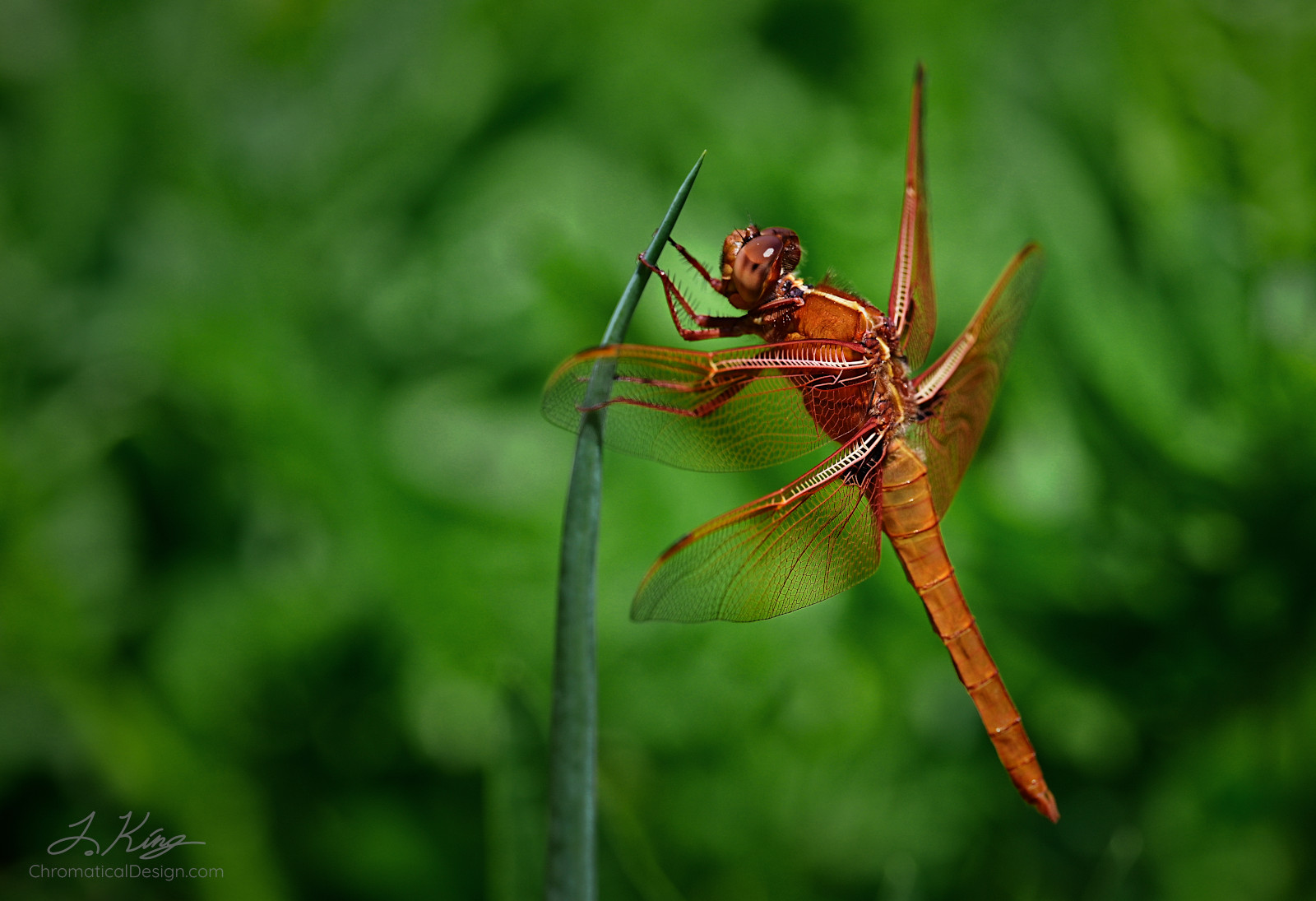 Red Dragonfly