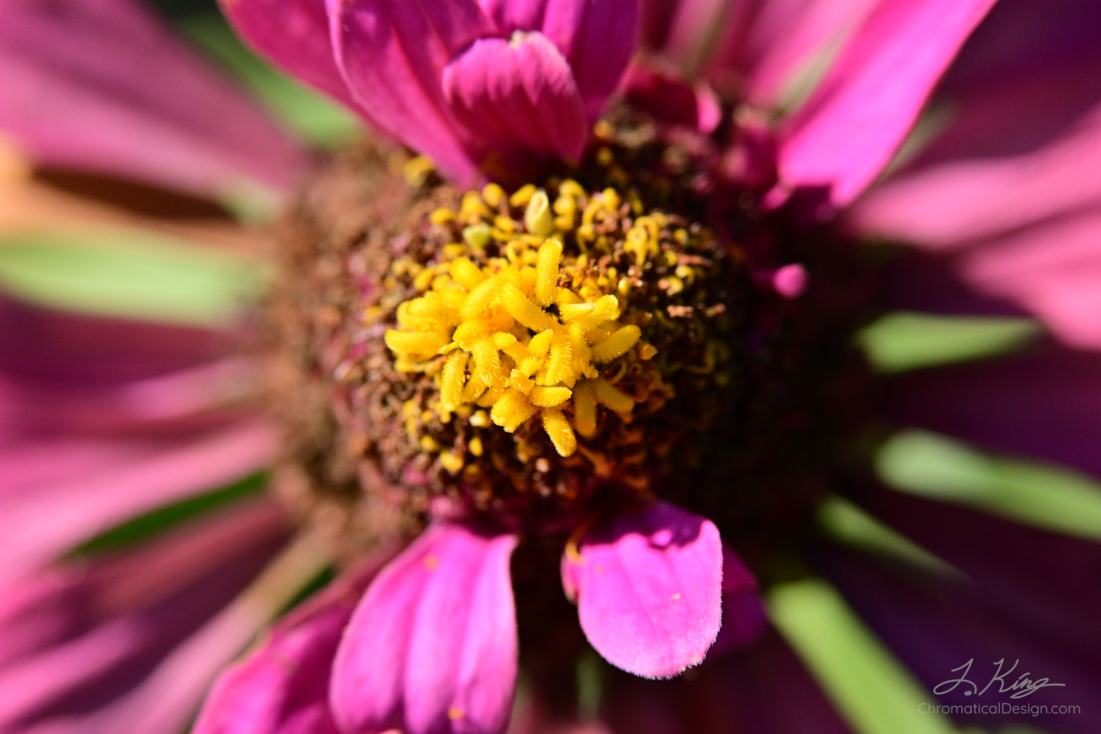 Closeup Zinnia