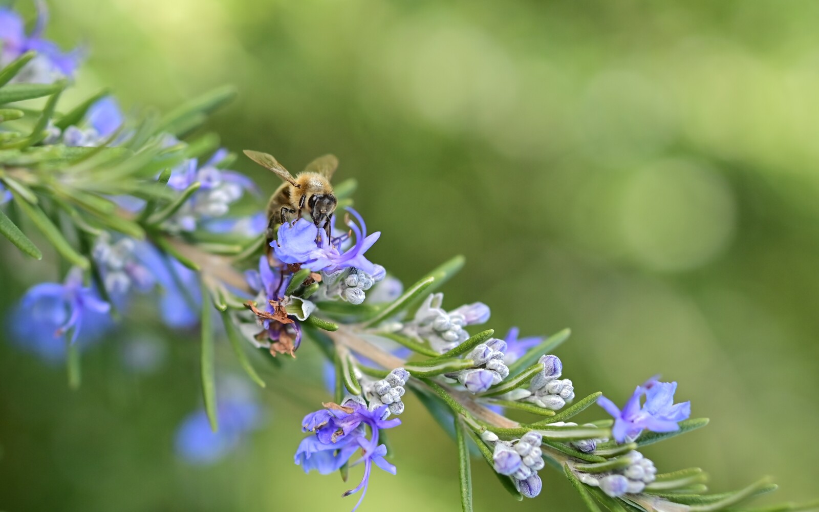 Bee On Rosemary