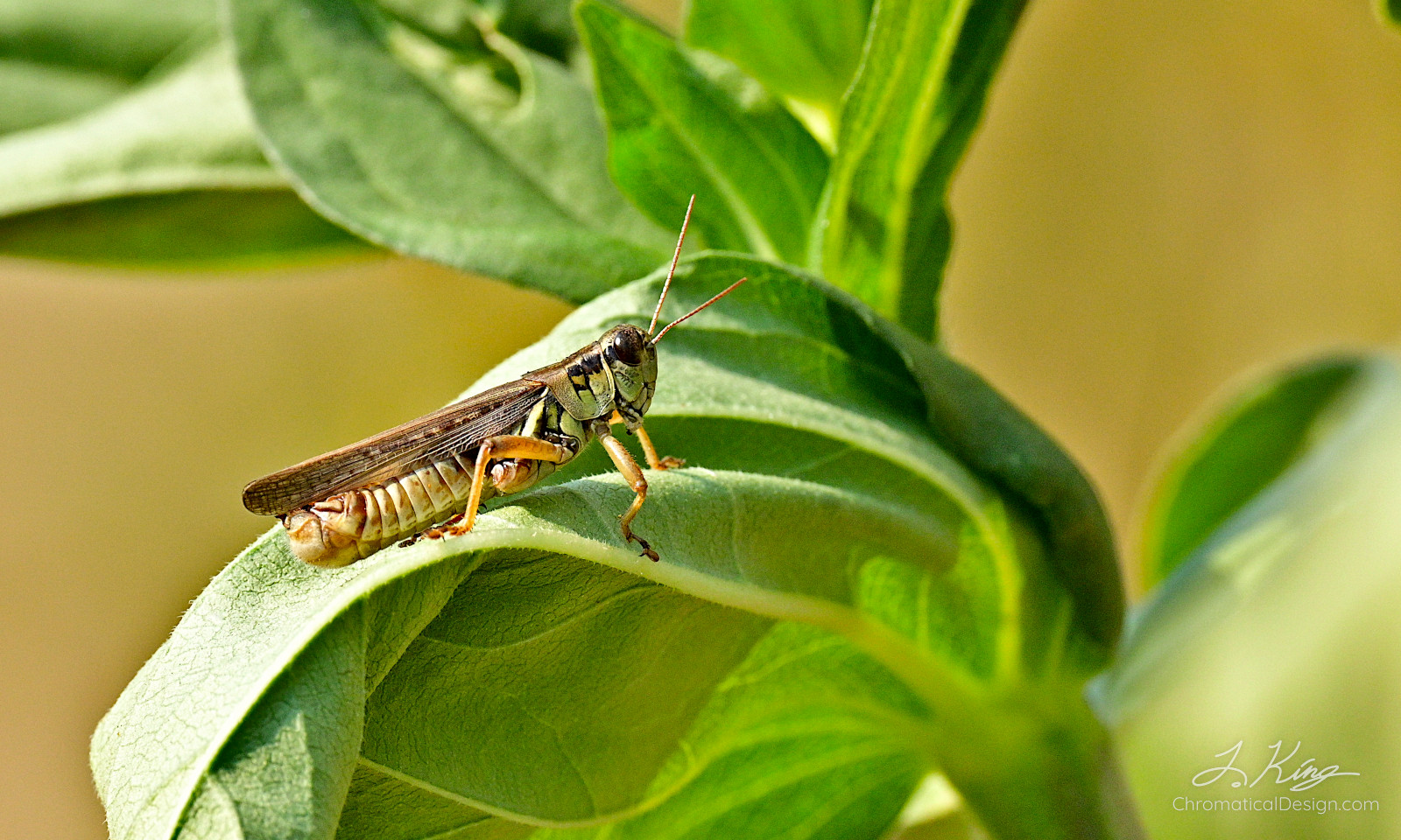 Grasshopper