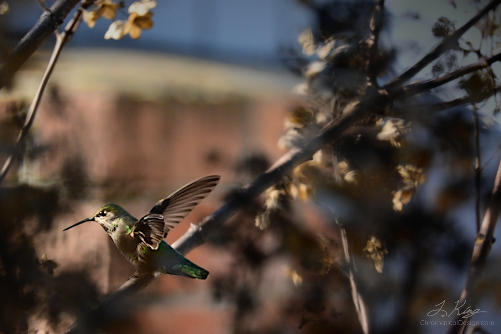 Hummingbird Dream