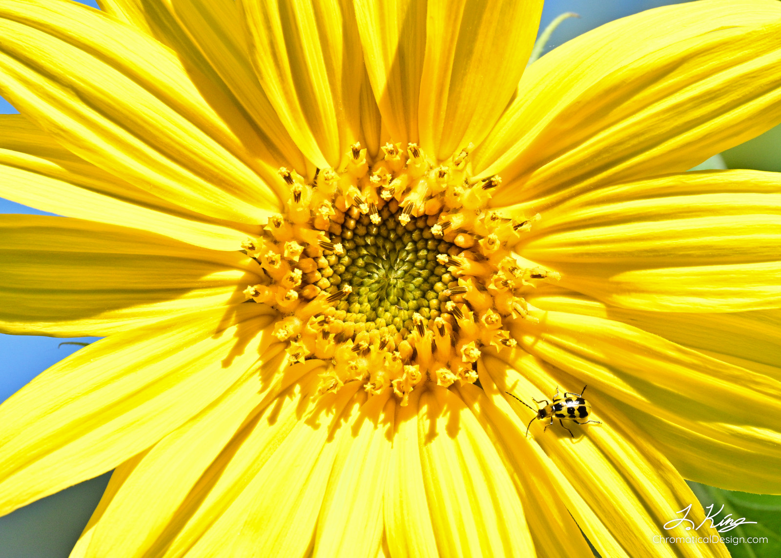 Sunflower With A Matching Friend