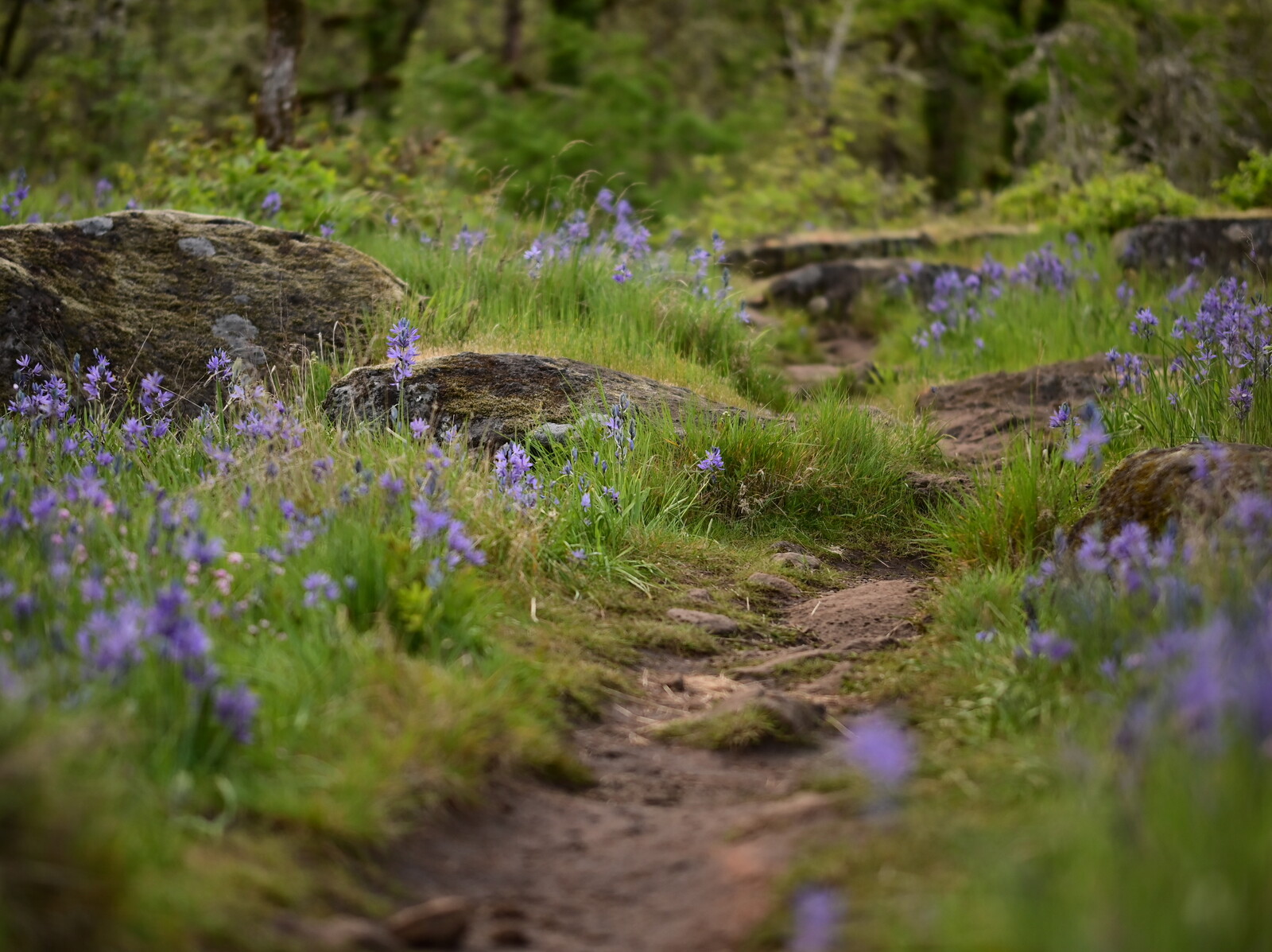 Peaceful Path