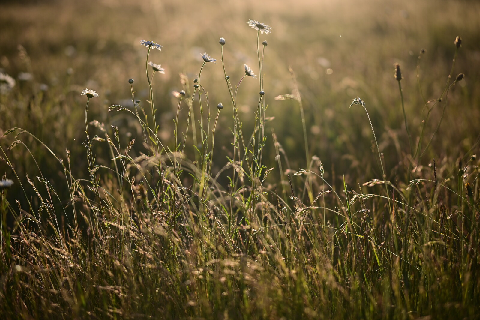Glowing Field