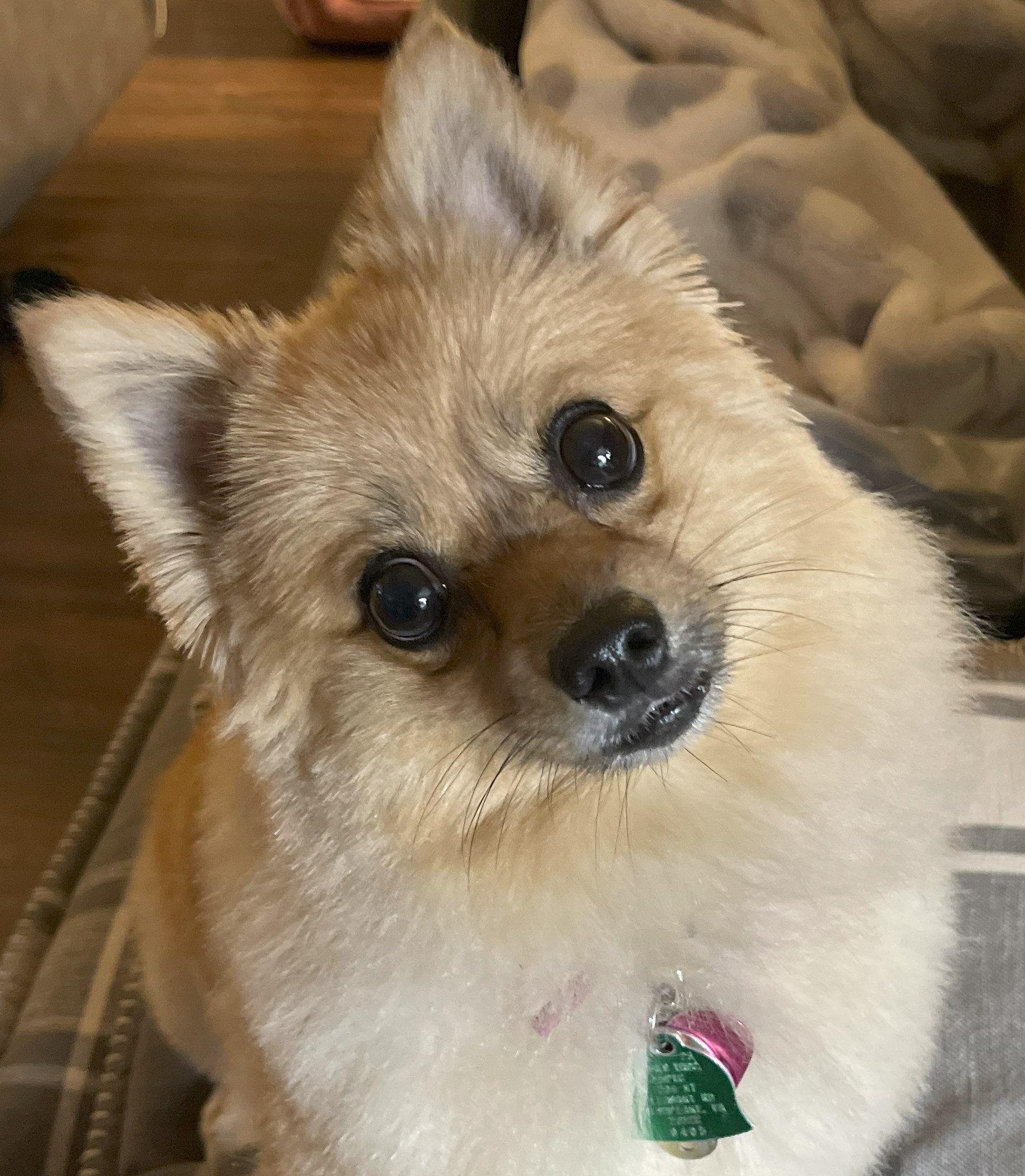 Sadie welcomes you to her domain