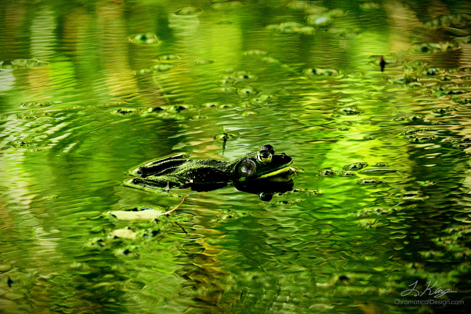 Peering Frog