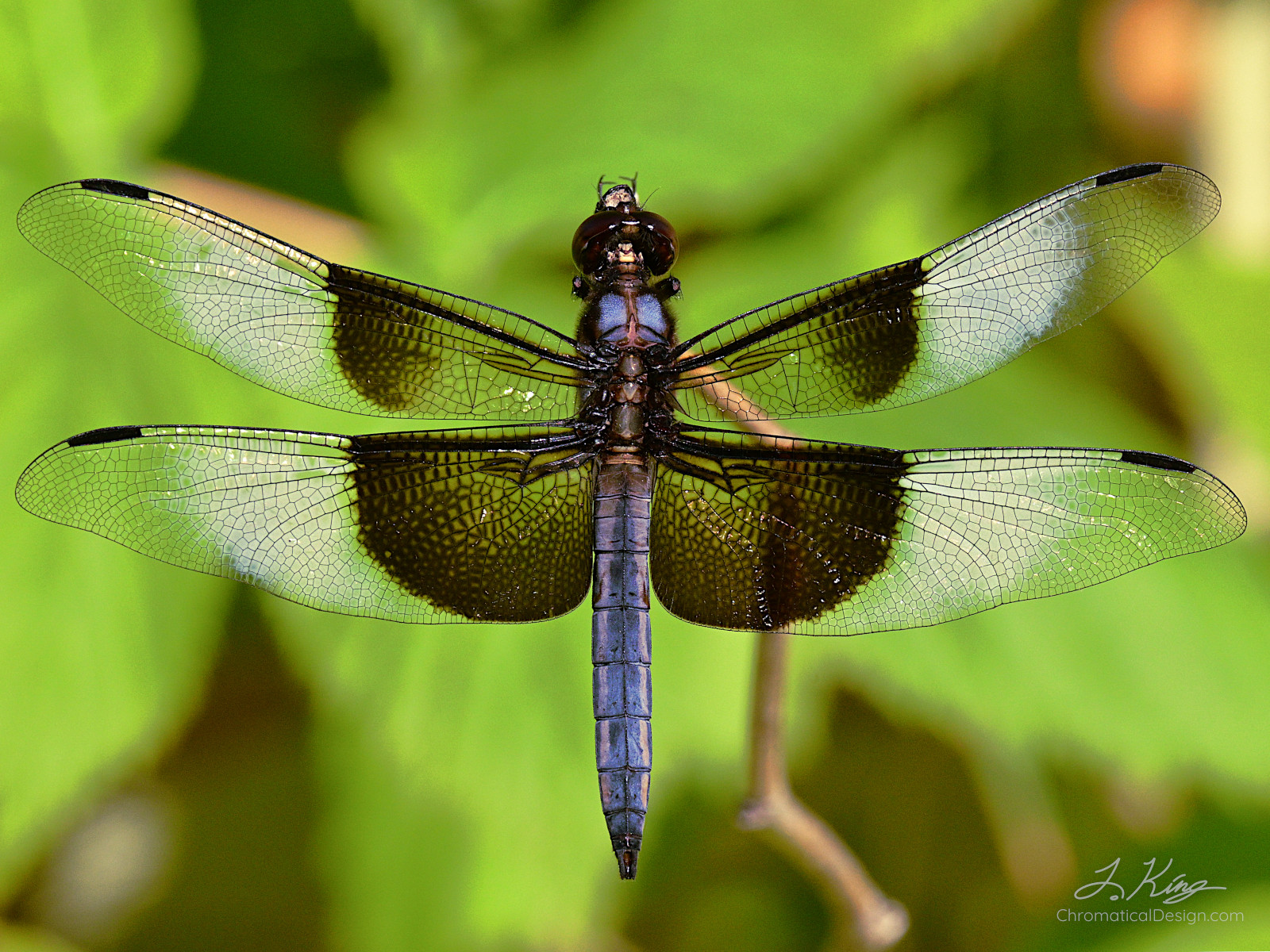 Resting Dragonfly