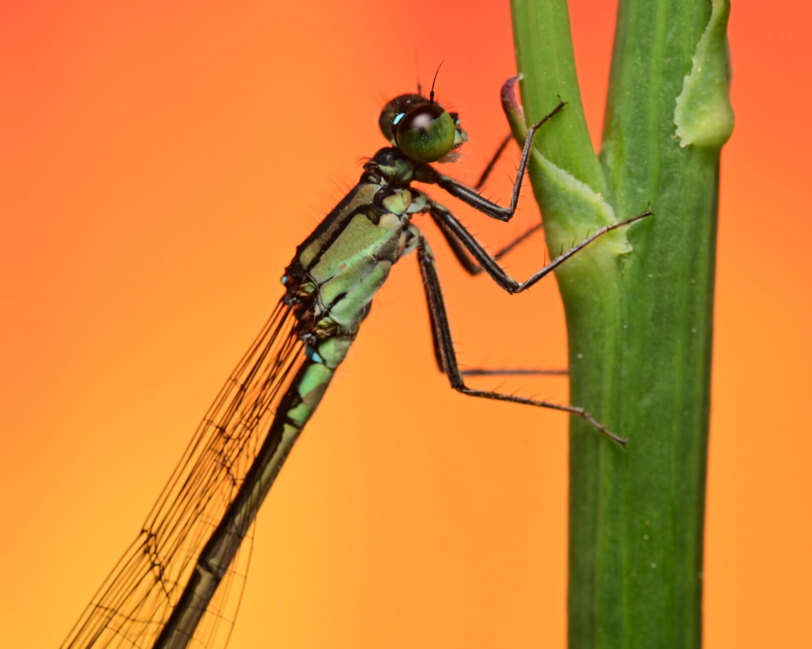 Damselfly