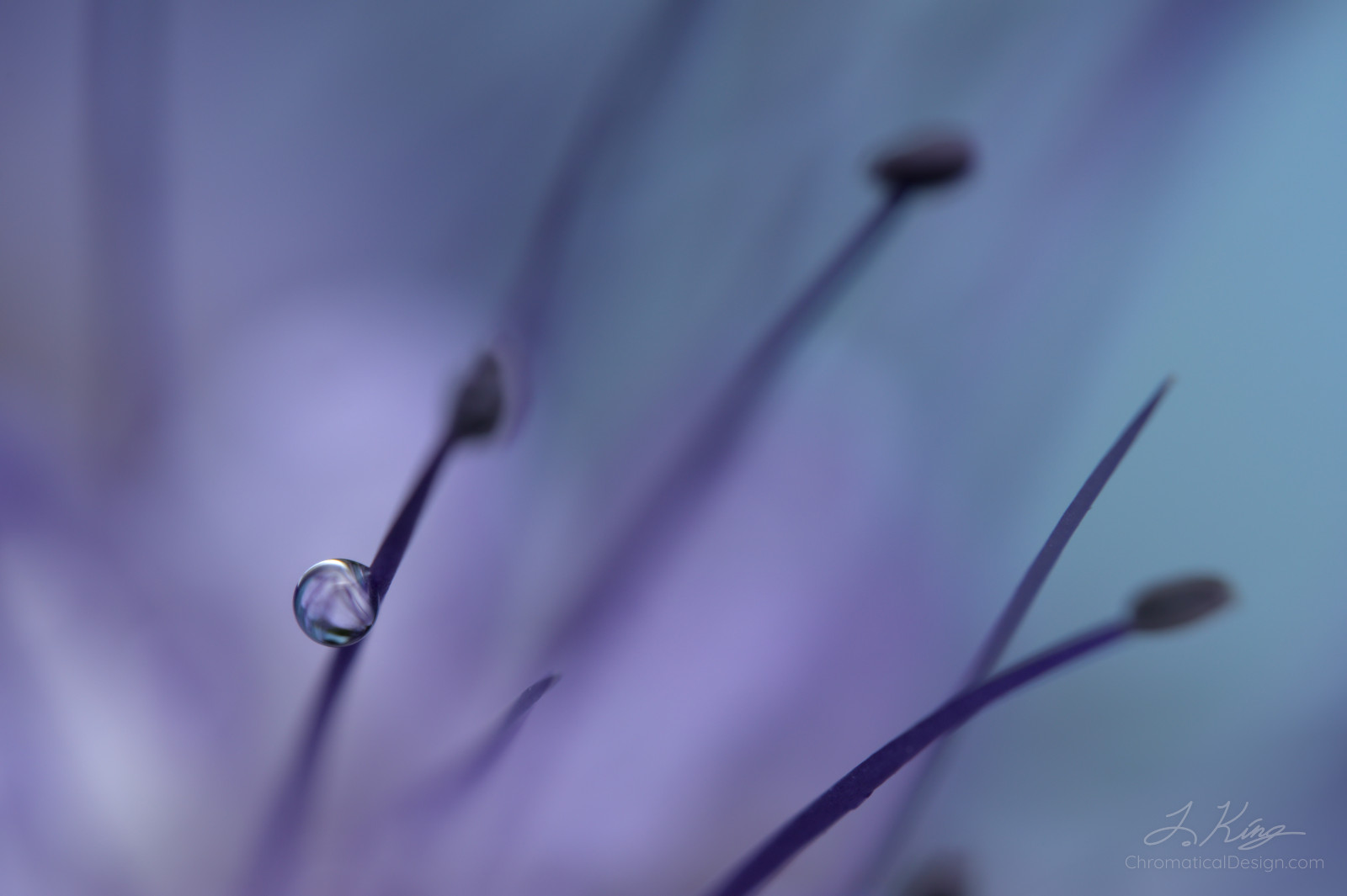 Single Dewdrop