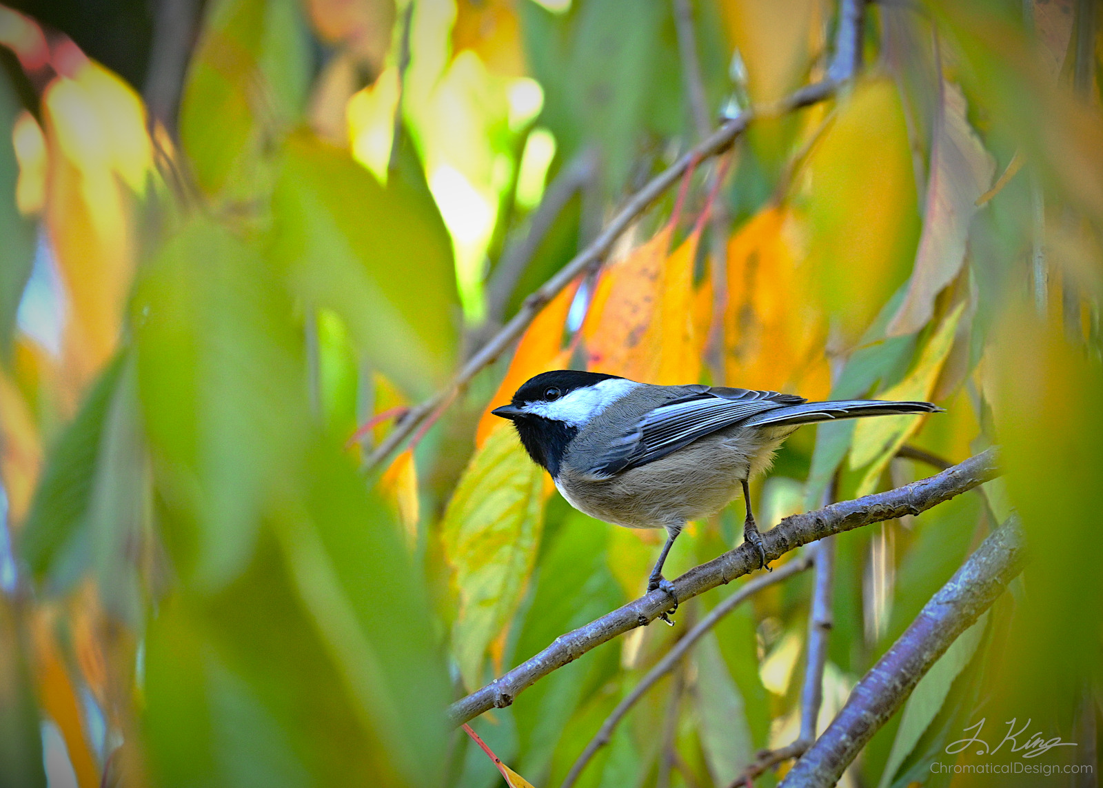 Chickadee In A Tree