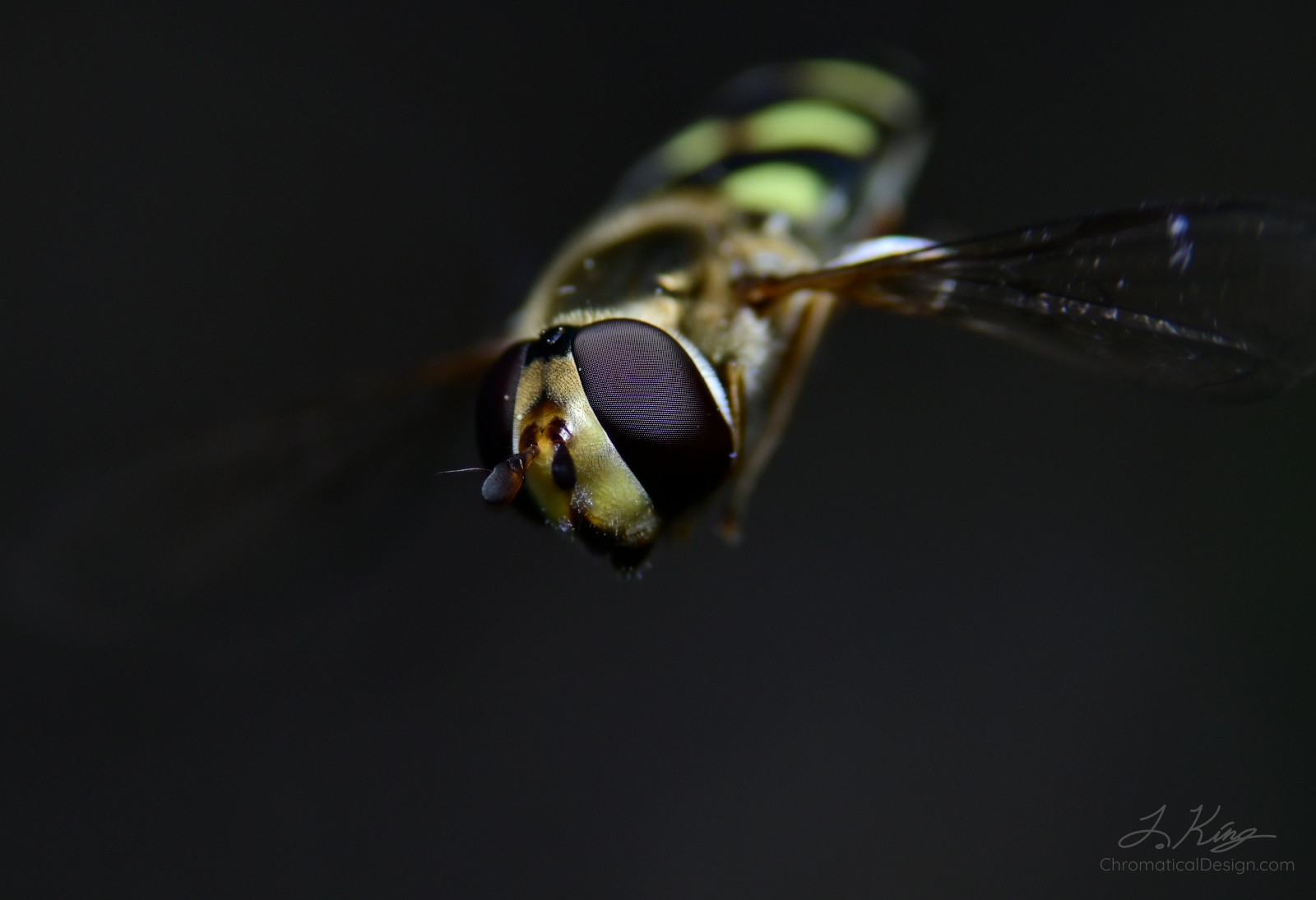Hoverfly