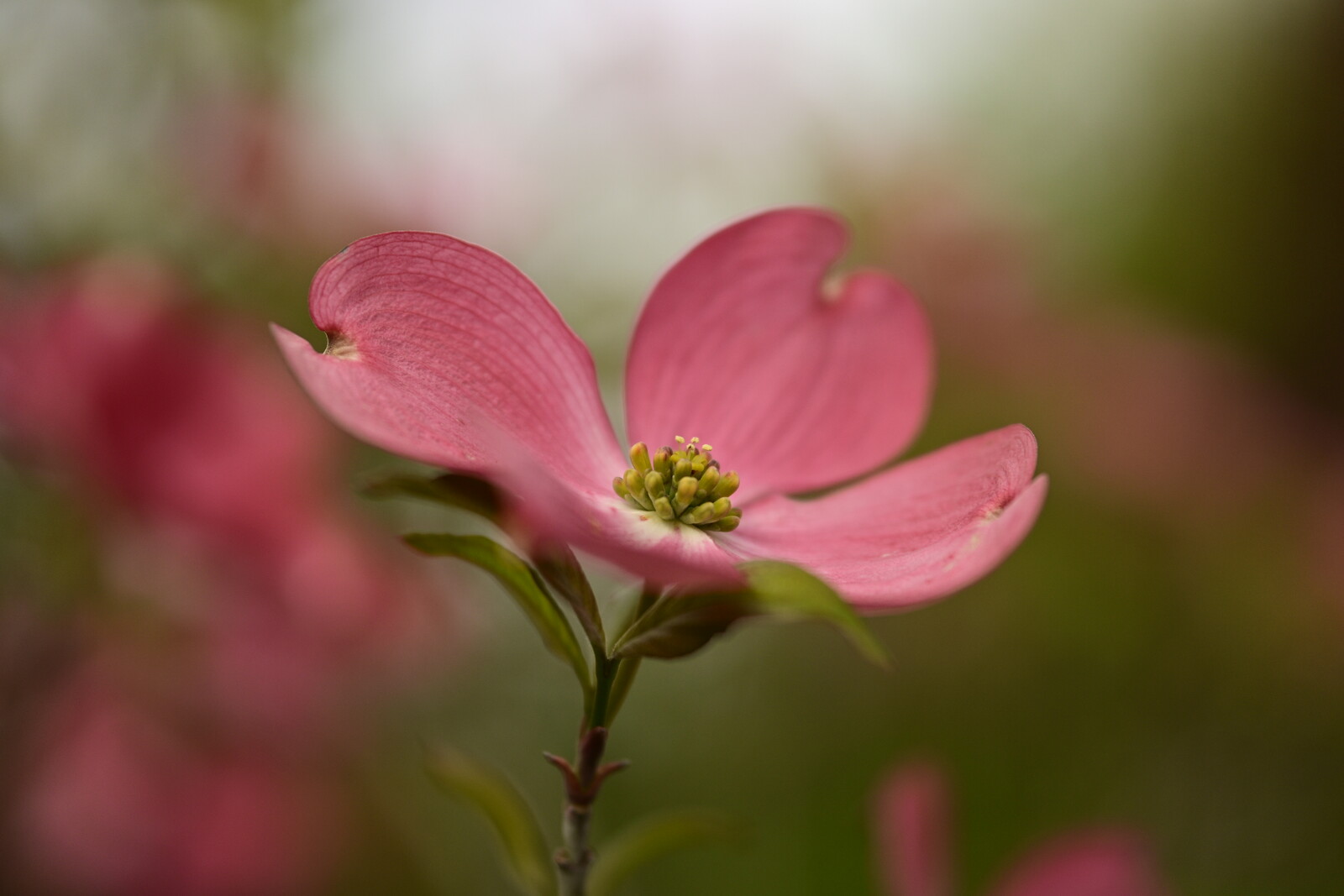 Dogwood