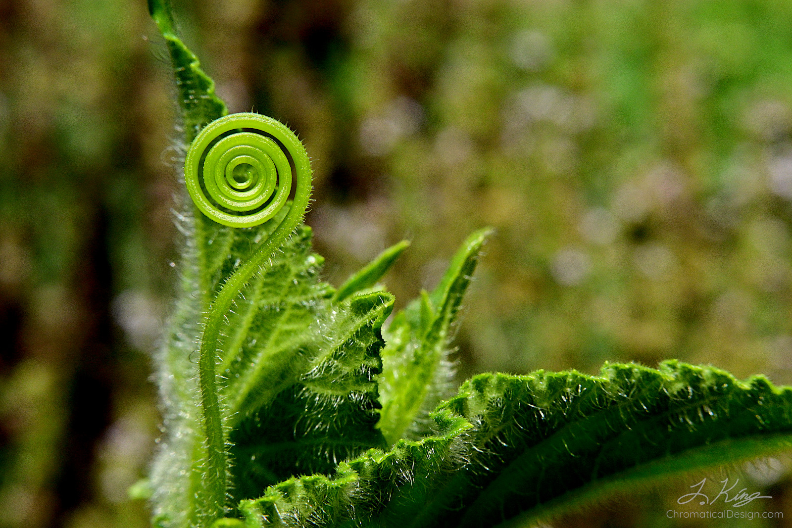 Cucumber Tendril